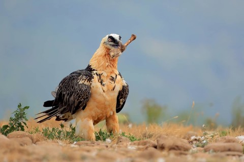 Bearded Vulture (Gypaetus barbatus) carrying a bone, Catalonia, Spain