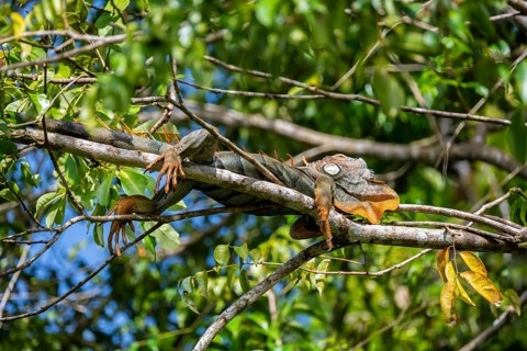 Green iguana (Iguana iguana) resting on a branch, Tortuguero National Park, Costa Rica