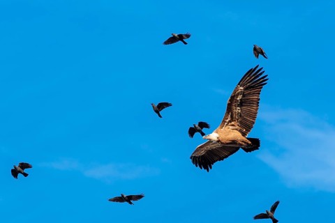 Crowded sky. A griffon vulture (Gyps fulvus) flies accompanied by a flock of jackdaws (Coloeus