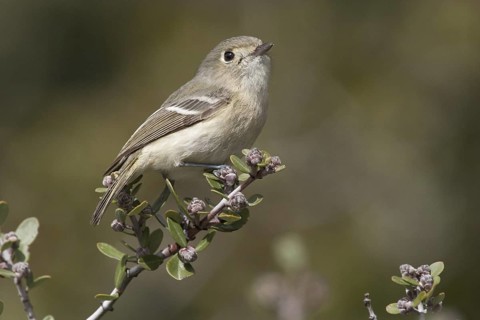 Hutton's Vireo (Vireo huttoni) male, California, USA