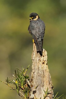 Bat Falcon (Falco rufigularis) perched on a branch in the mountains of Colombia, South America