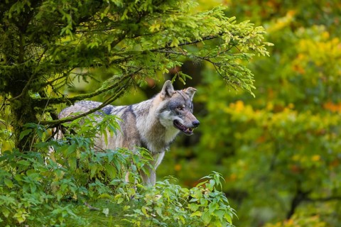 One eurasian gray wolf (Canis lupus lupus) stands on a hill, observing the area. A forest in fall