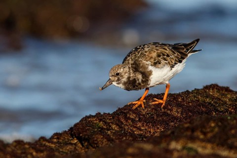 Ruddy Turnstone (Arenaria interpres) feeding on stones, Asturias, Spain