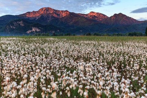 Cotton grass, morning light, mountains, mood, spring, Loisach-Lake Kochel moor, view of