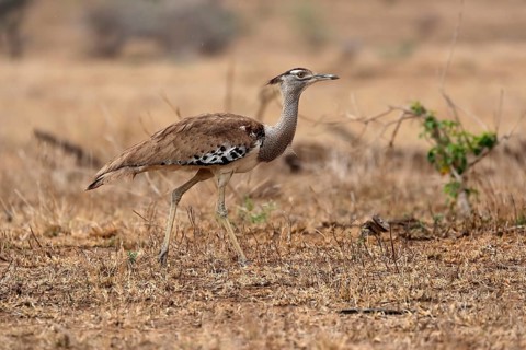Giant bustard, kori bustard (Ardeotis kori), adult, running, foraging, alert, Kruger National Park,