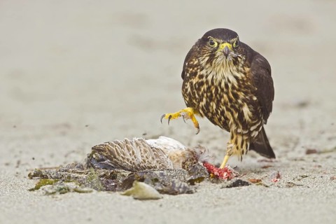 Merlin (Falco columbarius), Washington, USA
