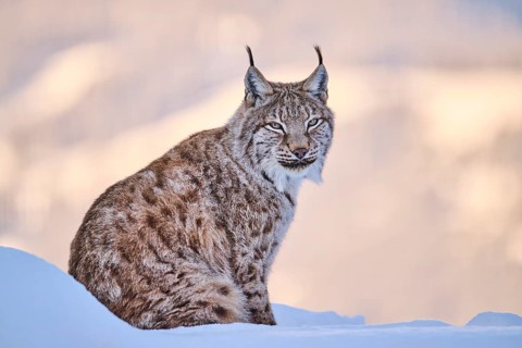 Eurasian lynx (Lynx lynx) sitting in the snow, Wildpark Aurach, Kitzbühl, Tirol, Austria