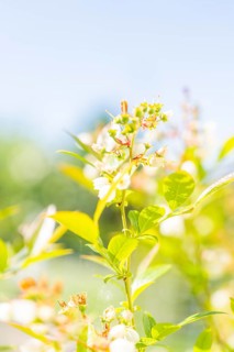 Close-up of white flowers with a slight yellow tinge against a blue sky, Gechingen, Calw district,