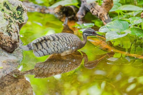 A sunbittern (Eurypyga helias) walks through a shallow creek in a forest searching for food