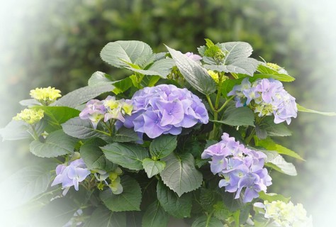 Hydrangea (Hydrangea macrophylla), flowering shrub with blue-violet and greenish inflorescences in