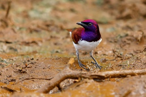Violet-backed starling (Cinnyricinclus leucogaster), Mkuze Game Reserve, Mkuze, KwaZulu-Natal,