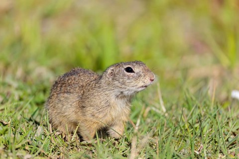 A fully grown European ground squirrel (Spermophilus citellus) sits in a green meadow on a sunny