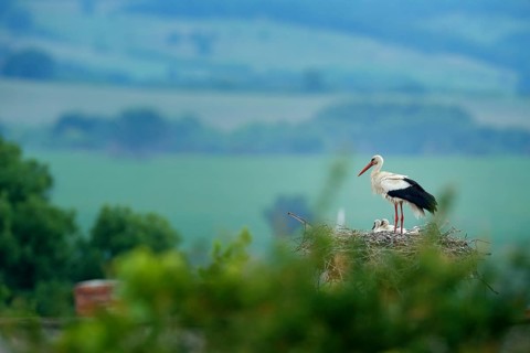 White stork, Ciconia ciconia, in nest with two young. Stor with beautiful landscape. Nesting bir,