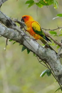 Sun Parakeet (Aratinga solstitialis) perched on a branch in the grasslands of Guyana