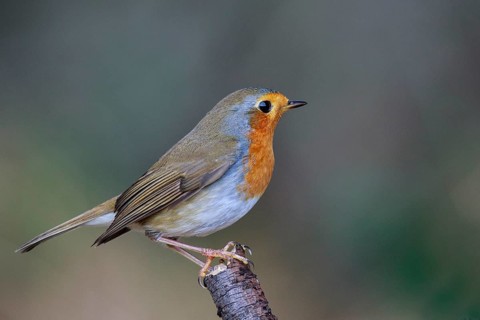 European Robin (Erithacus rubecula), North Rhine-Westphalia, Germany