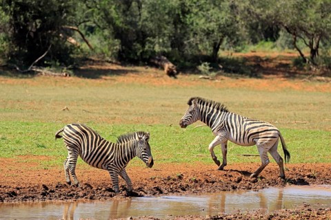 Burchell's zebra (Equus quagga burchelli), Burchell's zebra, adult, two, at the water, alert,