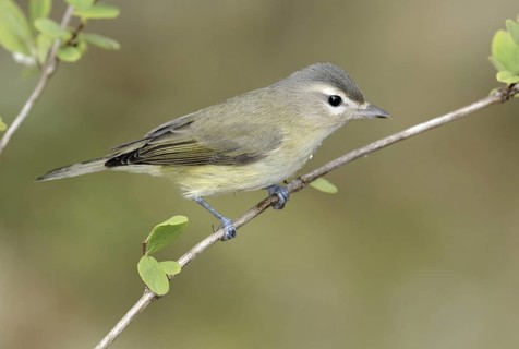 Warbling Vireo (Vireo gilvus), British Columbia, Canada