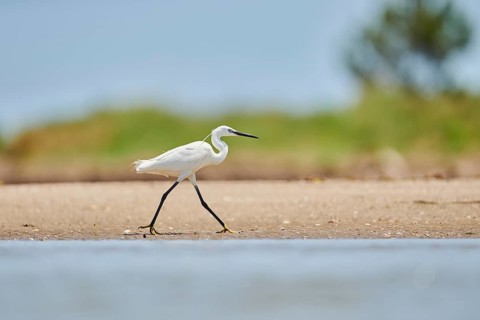 Little egret (Egretta garzetta) walking at the shore, hunting, sea, ebro delta, Catalonia, Spain