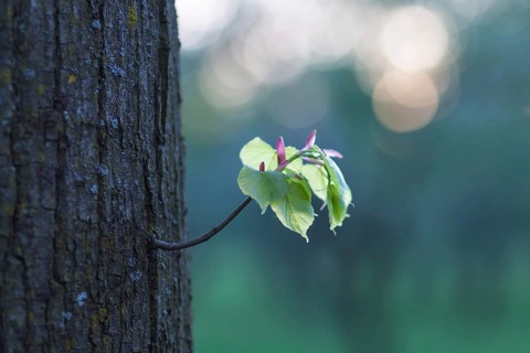 Young shoot in the adult tree in spring