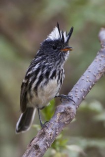 Pied-crested Tit-Tyrant (Anairetes reguloides), Central Highlands, Peru