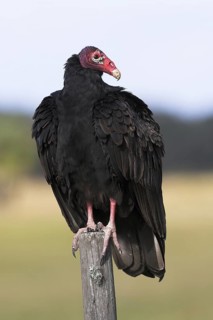 Turkey Vulture (Cathartes aura), Florida, USA