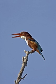 White-throated Kingfisher (Halcyon smyrnensis) calling, Pakistan