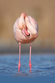 Pink big bird Greater Flamingo, Phoenicopterus ruber, in the water, Camargue, France. Flamingo