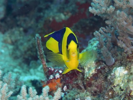 A striking fish with bright colours, Bicolor angelfish (Centropyge bicolor), in front of corals,