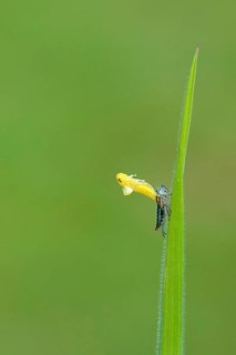 Uitsluipende Groene cicade, emerging Green leafhopper