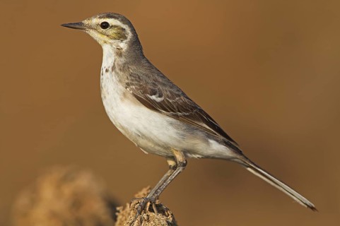 Citrine Wagtail (Motacilla citreola), Lesvos, Greece