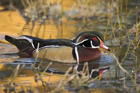 Wood Duck (Aix sponsa) male, British Columbia, Canada