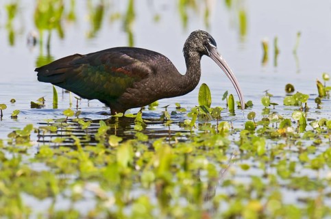 Glossy Ibis (Plegadis falcinellus), Florida, USA