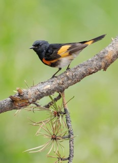 American Redstart (Setophaga ruticilla) male, Texas, USA