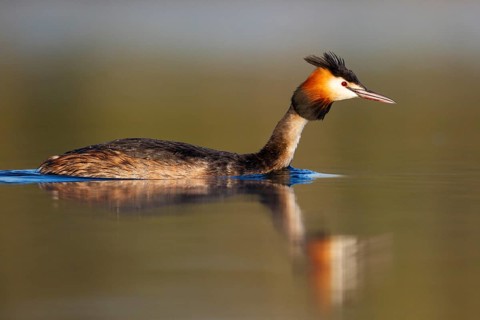 Great Crested Grebe (Podiceps cristatus), North Rhine-Westphalia, Germany