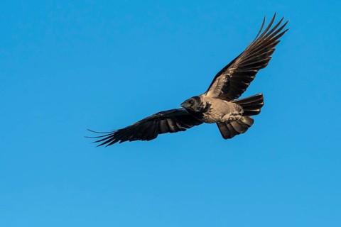 Hooded Crow (corvus corone corone) in flight, Feldberg Lakeland, Mecklenburg-Western Pomerania,