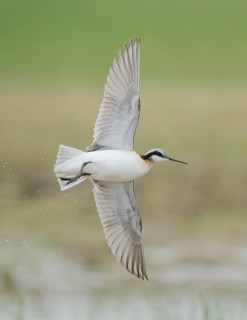 Wilson's Phalarope (Phalaropus tricolor) flying, Texas, USA
