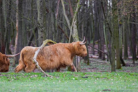 One Highland bull and a cow (Bos (primigenius) taurus) stand at a forest edge