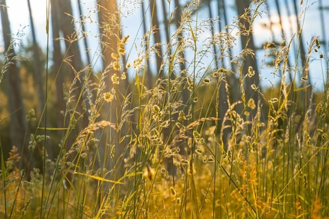 Close-up of grasses glowing in the soft light of the evening sun, Neunkirchen, Lower Austria,