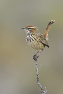 Rufous Fieldwren (Calamanthus campestris), New South Wales, Australia