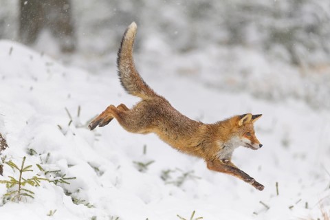 Red fox (Vulpes vulpes), leaping through the snow in a forest, showcasing its agility in a winter