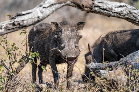 Warthog (Phacochoerus africanus), Kruger National Park, South Africa