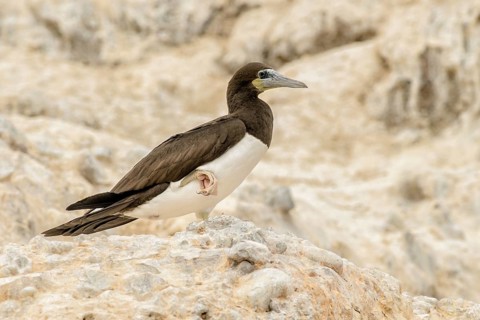 Brown Booby (Sula leucogaster), California, USA