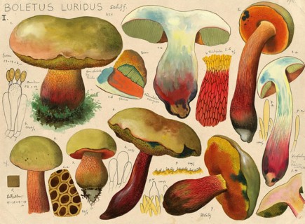 Mushroom, fungi, Lurid bolete, Suillellus luridus, syn. Boletus luridus, authentic reproduction of
