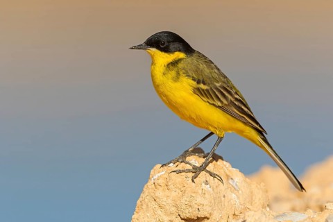 Yellow wagtail, (Motacilla flava feldegg), Motacilla feldegg, Animals, Birds, Middle East, Israel