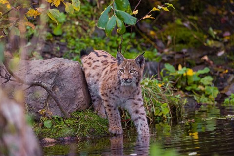 A young Eurasian lynx, (Lynx lynx) stands partially in the water of a pond