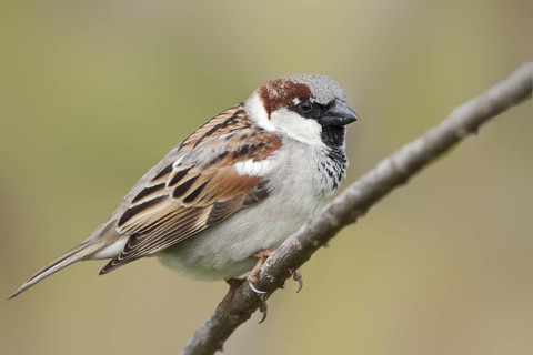 House Sparrow - Haussperling - Passer domesticus ssp. balearoibericus, adult male, Mallorca