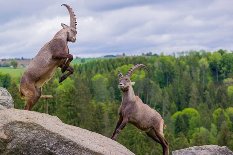 Two young male ibex (Capra ibex) playfight on rocks