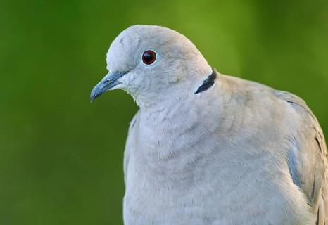 Eurasian Collared Dove (Streptopelia decaocto), Asturias, Spain