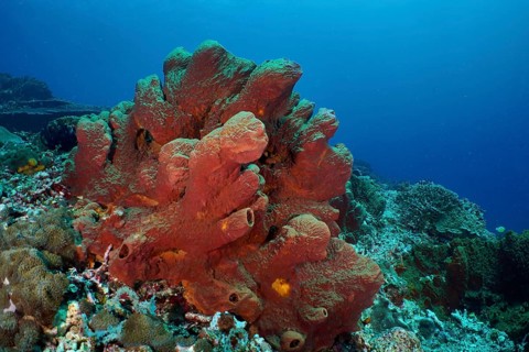 Brown tube sponge (Porifera) in a colourful underwater landscape, dive site SD, Nusa Ceningan, Nusa