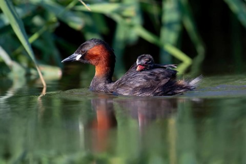 Little Grebe (Tachybaptus ruficollis) with chick, Saxony, Germany